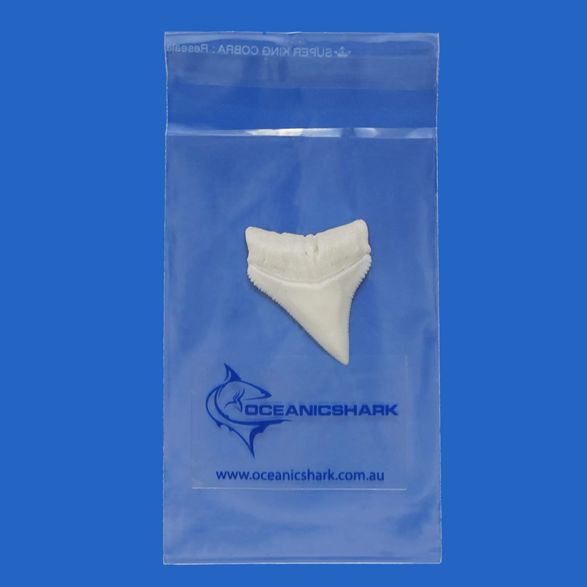 Whitetip Shark Tooth in Display Box