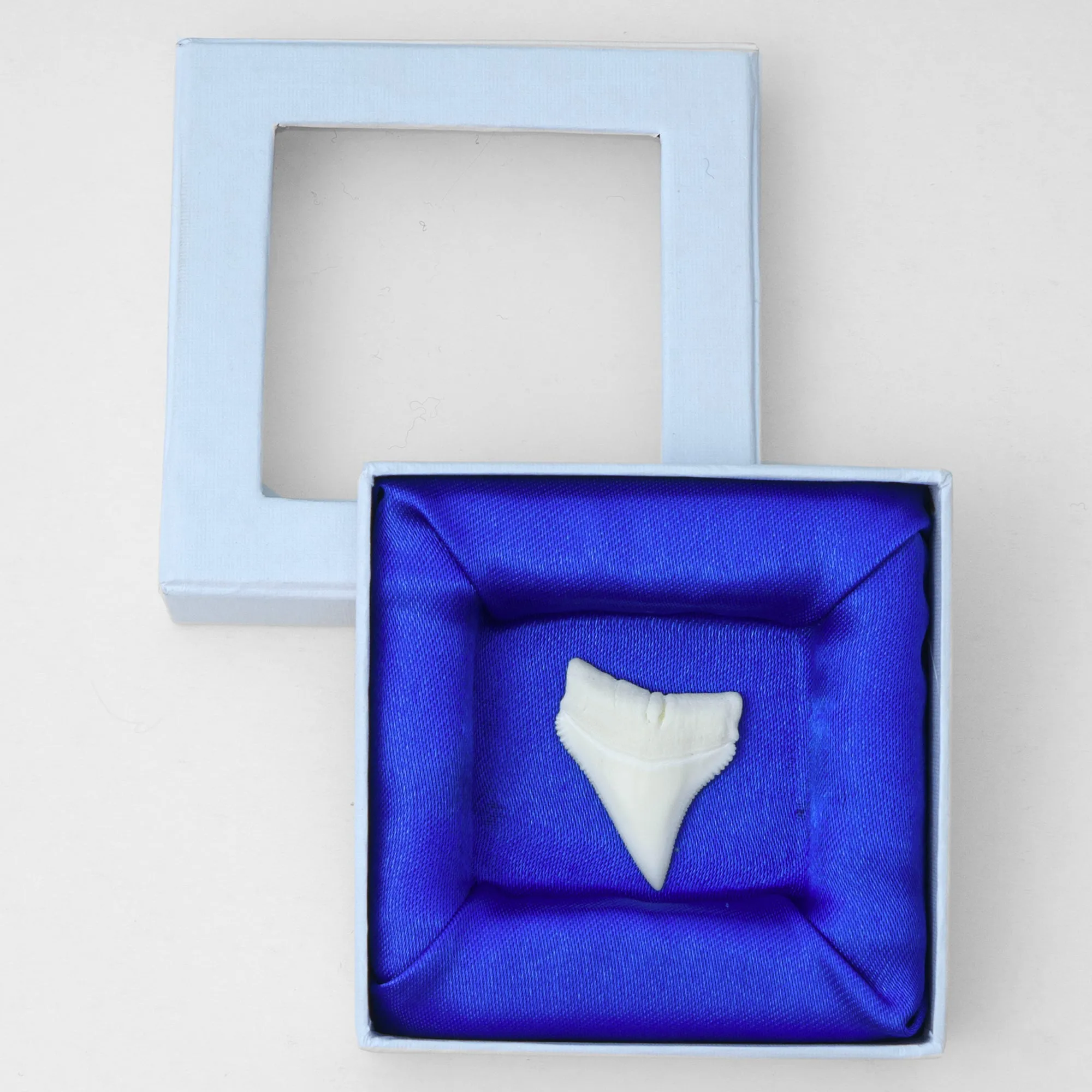 Whitetip Shark Tooth in Display Box