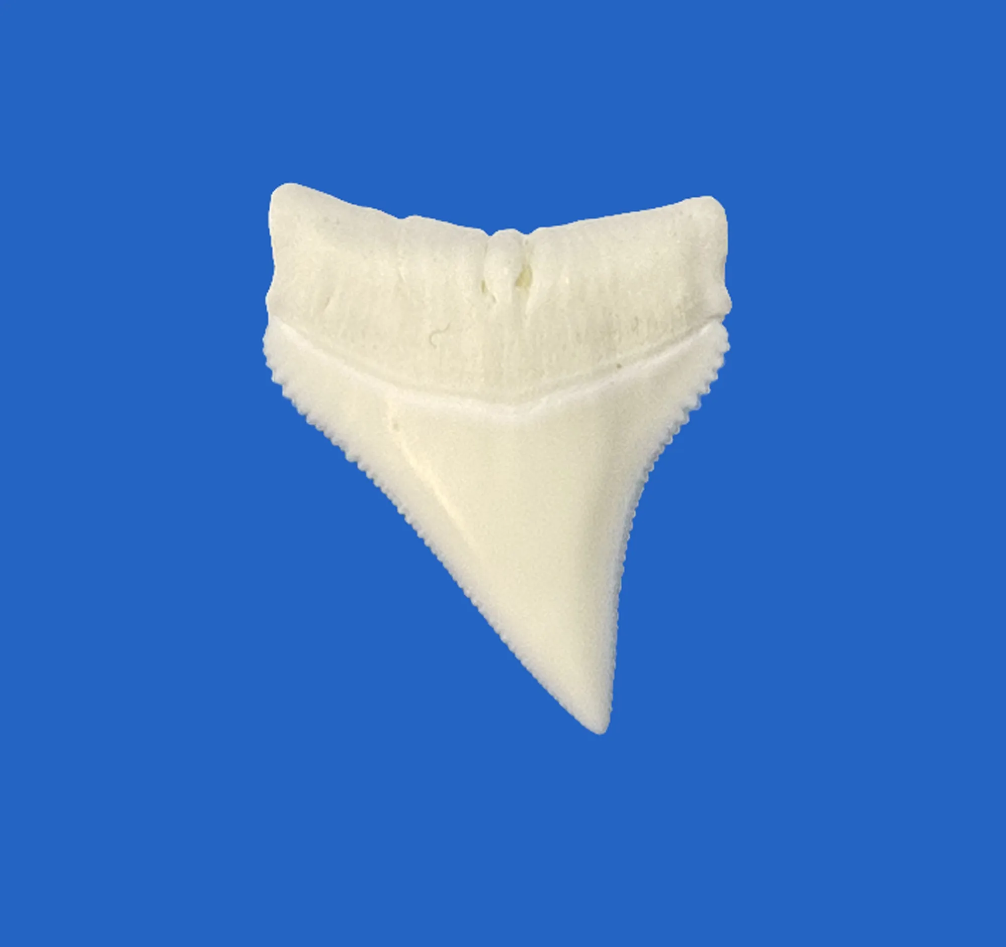 Whitetip Shark Tooth in Display Box
