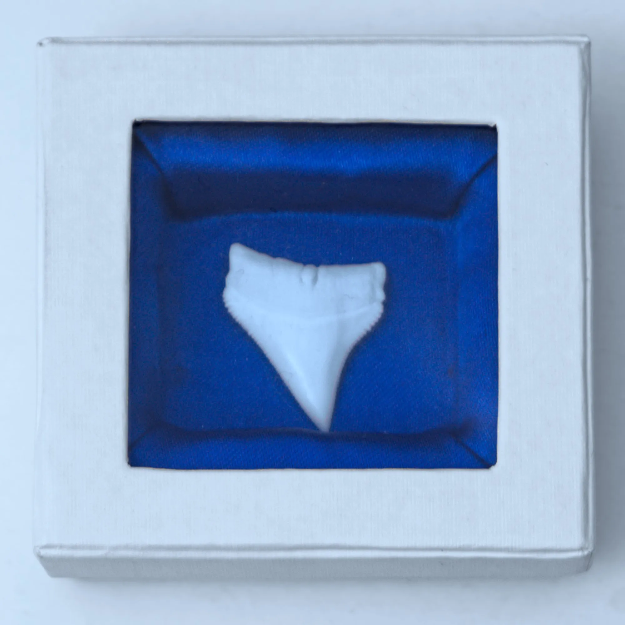 Whitetip Shark Tooth in Display Box