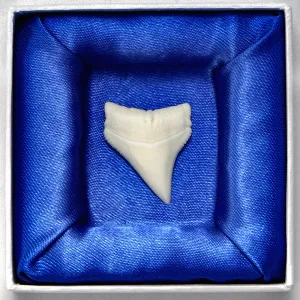 Whitetip Shark Tooth in Display Box